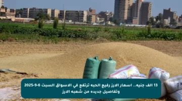 13 ألف جنيه.. أسعار الأرز رفيع الحبة ترتفع في الأسواق السبت 6-9-2025 وتفاصيل جديدة من شعبة الأرز